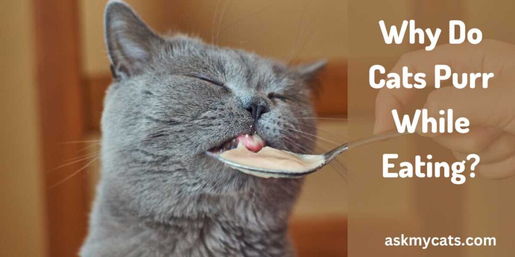 Why Do Cats Purr While Eating?