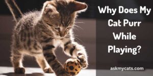 Why Does My Cat Purr While Playing? Unlocking the Mystery