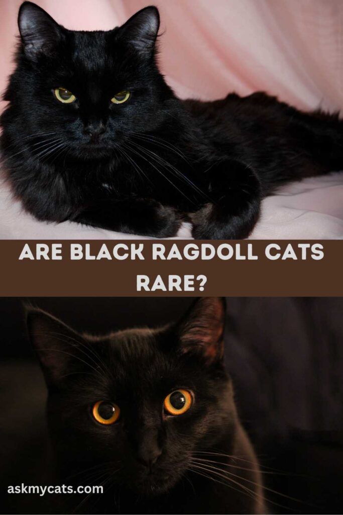 are black ragdoll cats rare
