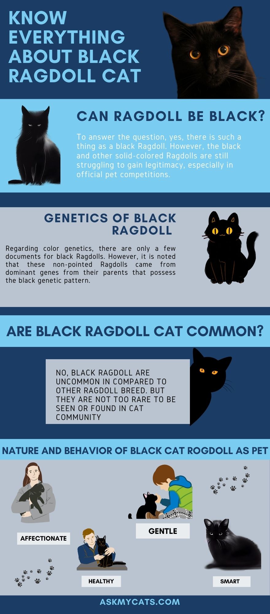 know everything about black ragdoll cat