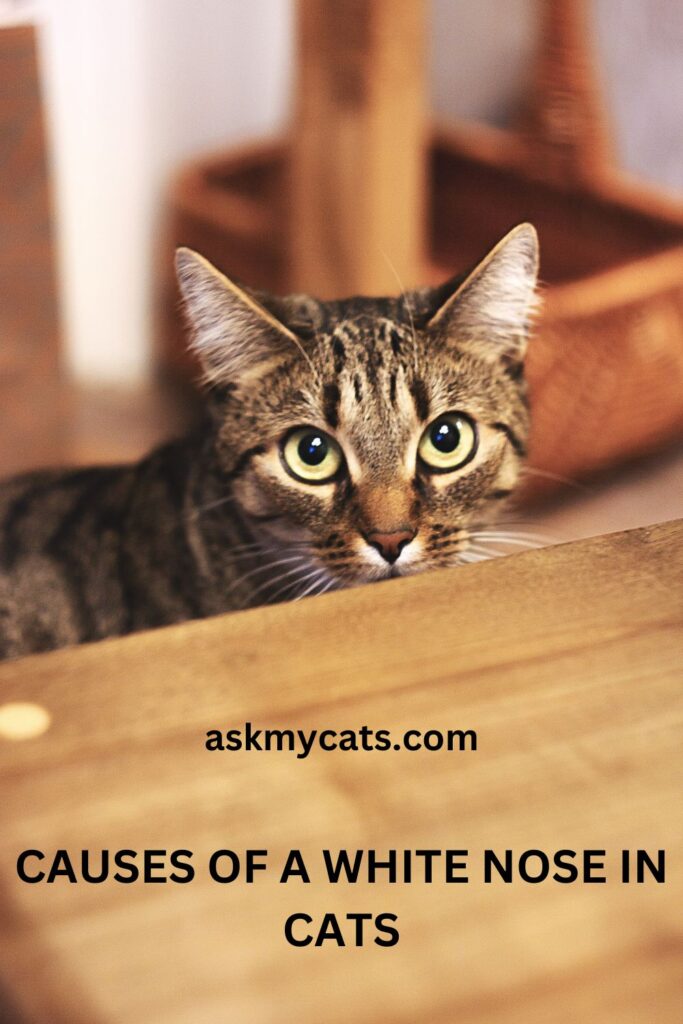Causes Of A White Nose In Cats