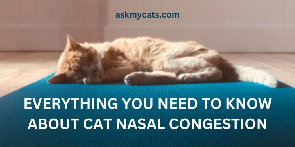 Everything You Need To Know About Cat Nasal Congestion