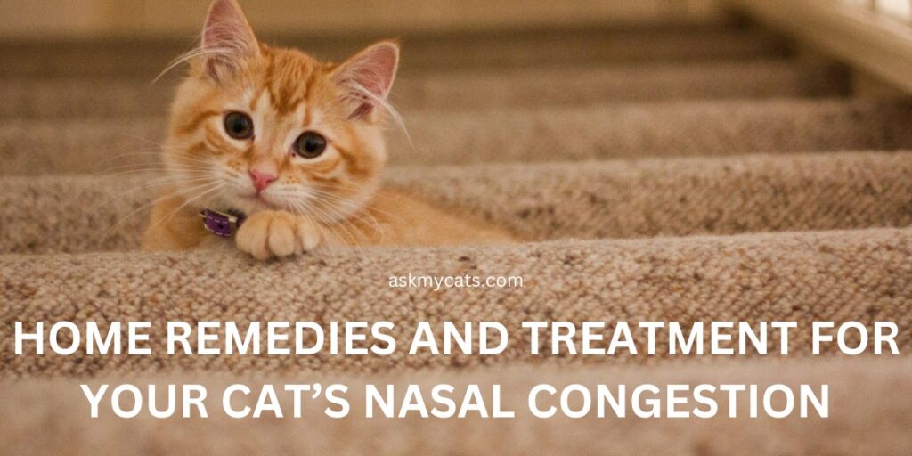 Home Remedies And Treatment For Your Cat’s Nasal Congestion
