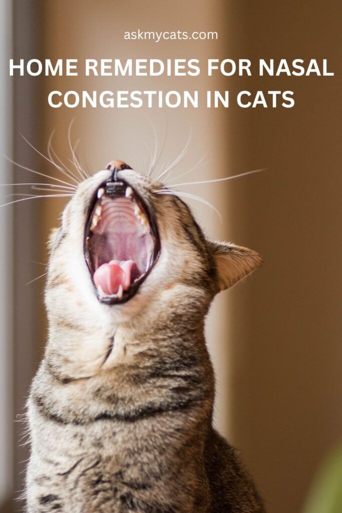 Home Remedies For Nasal Congestion In Cats