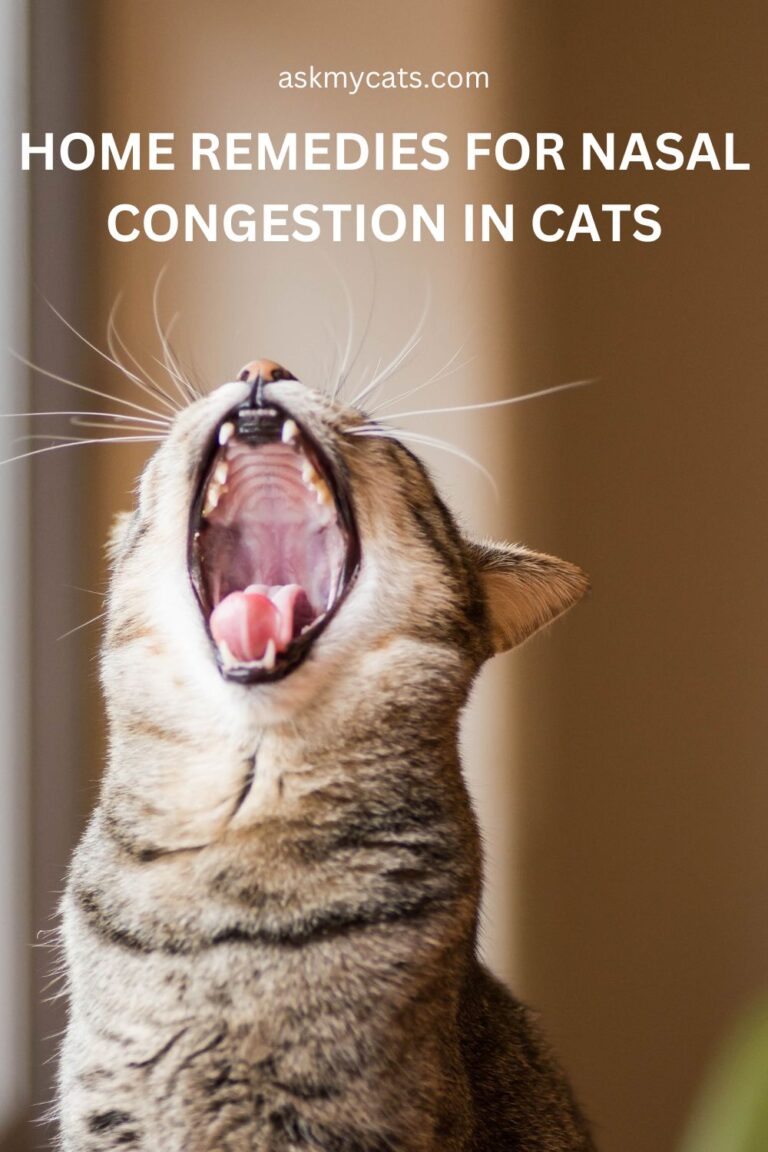 Effective Home Remedies for Cat Nasal Congestion