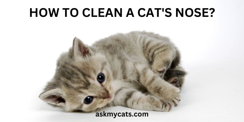 How To Clean A Cat's Nose
