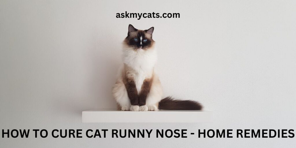 How To Cure Cat Runny Nose - Home Remedies