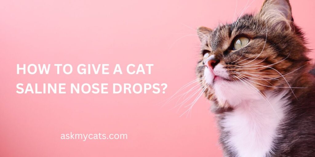 How To Give A Cat Saline Nose Drops