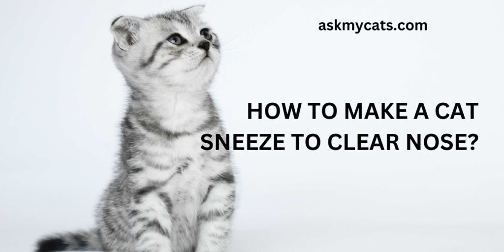 How To Make A Cat Sneeze To Clear Nose