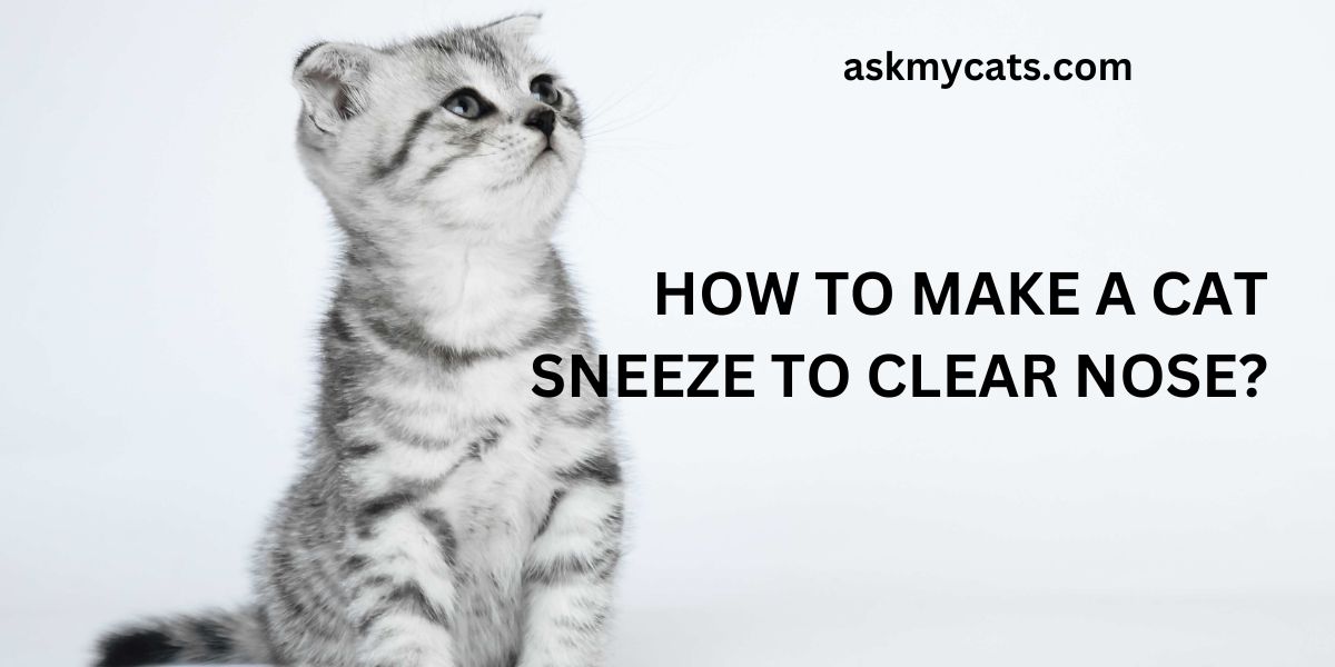 How To Make A Cat Sneeze To Clear Nose? Try This Trick