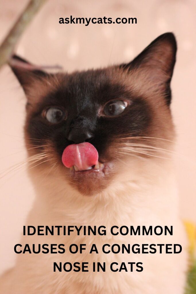 Identifying Common Causes Of A Congested Nose In Cats