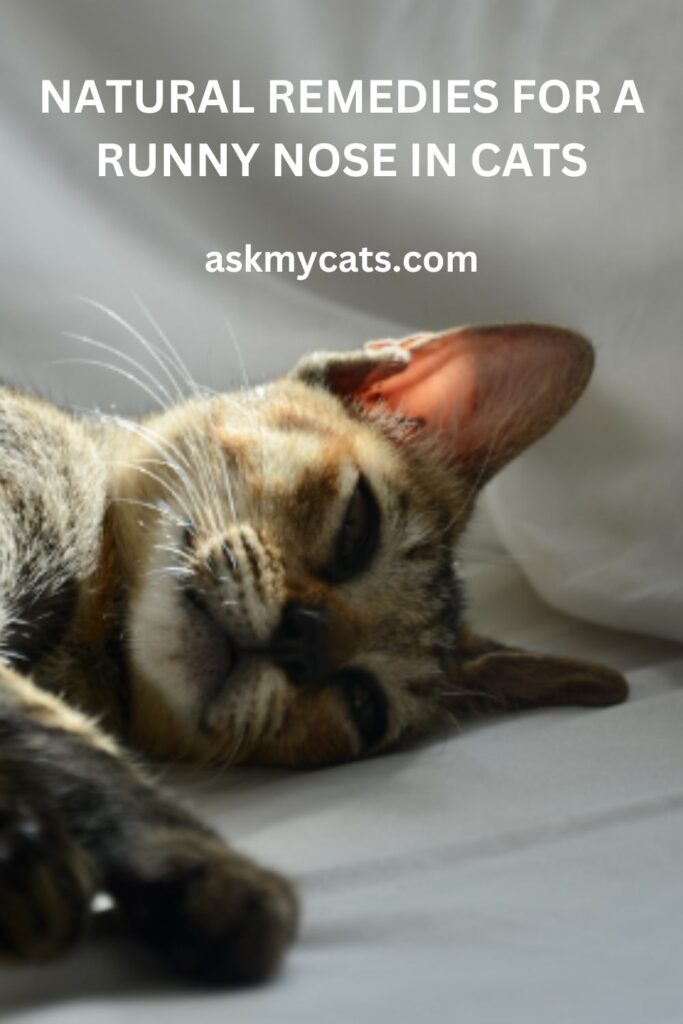 Natural Remedies For A Runny Nose In Cats