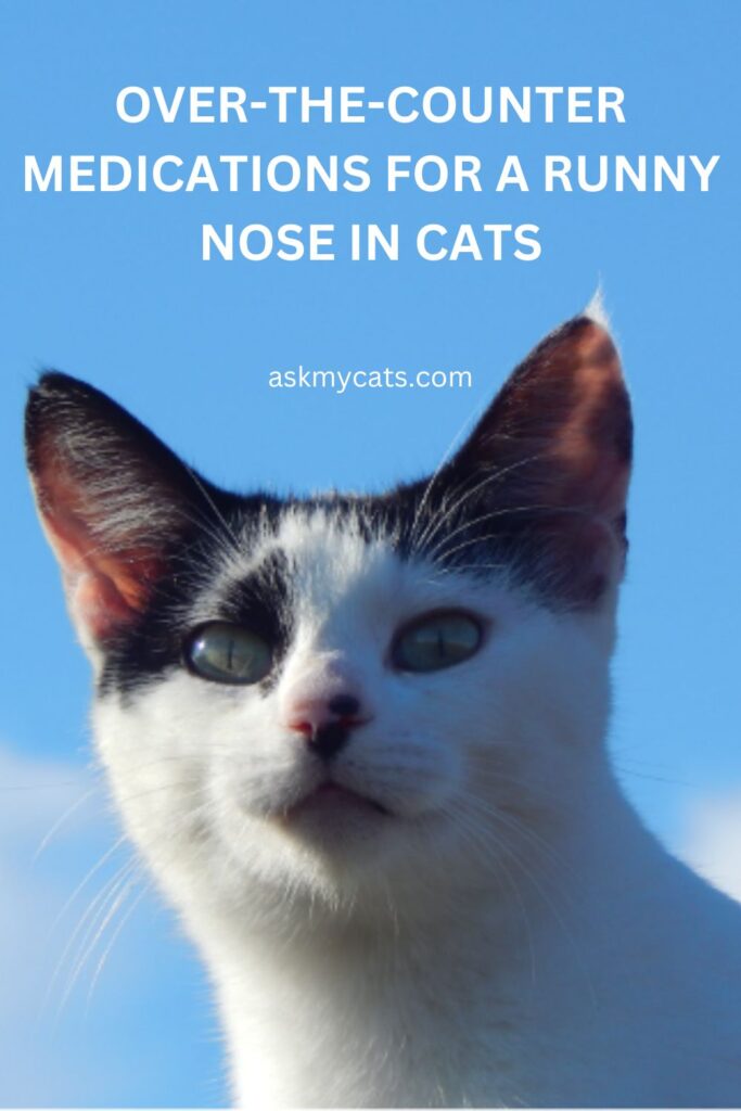 Over-The-Counter Medications For A Runny Nose In Cats