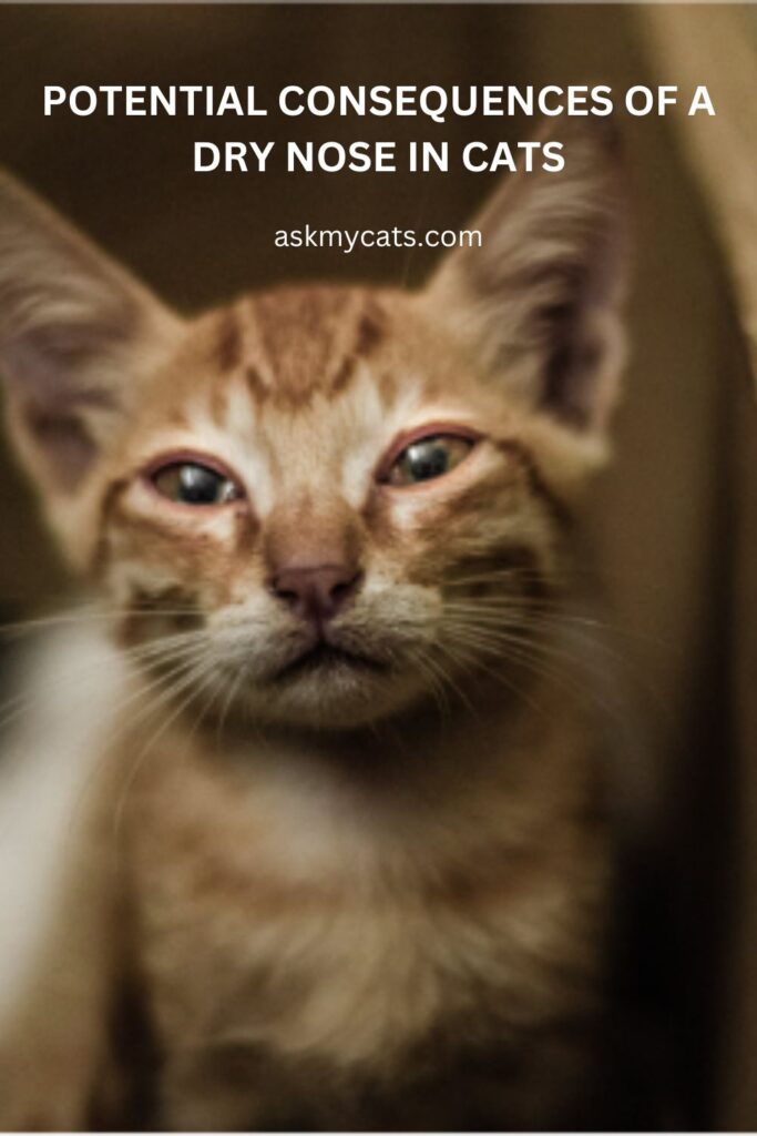 Potential Consequences Of A Dry Nose In Cats