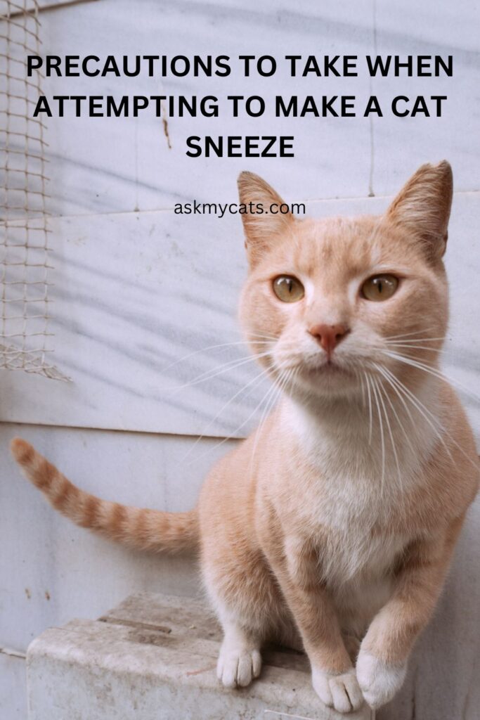 Precautions To Take When Attempting To Make A Cat Sneeze