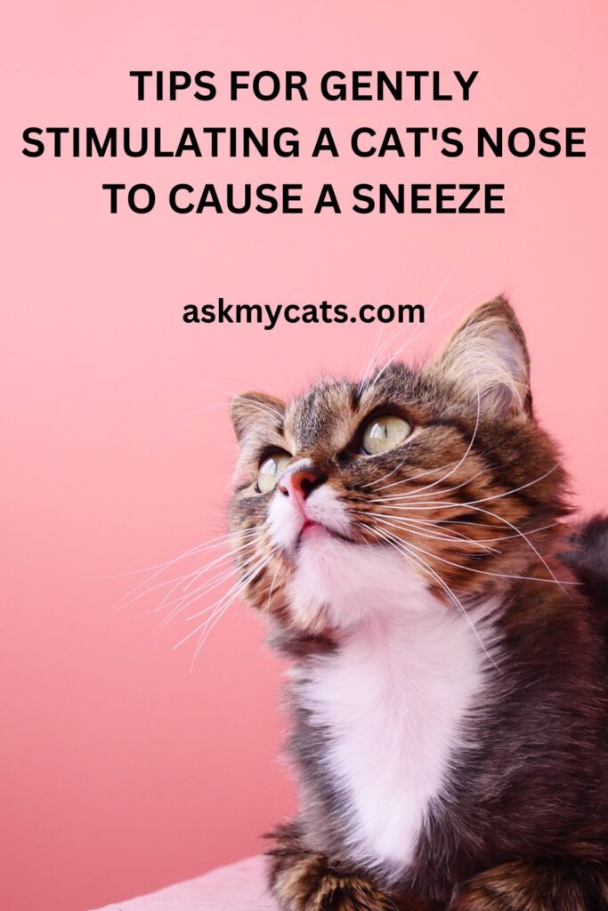 Tips For Gently Stimulating A Cat's Nose To Cause A Sneeze