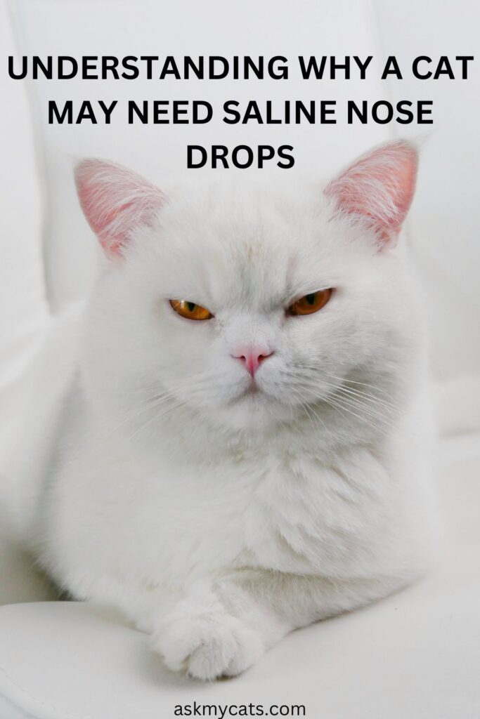 Understanding Why A Cat May Need Saline Nose Drops