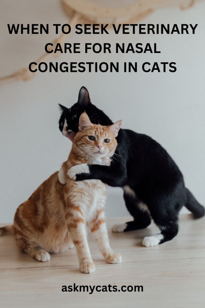 When To Seek Veterinary Care For Nasal Congestion In Cats