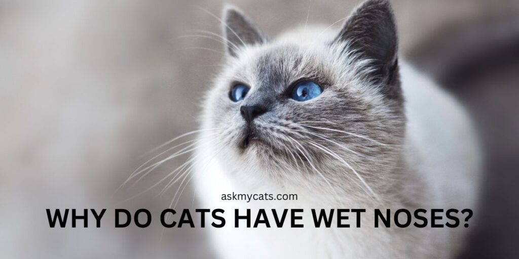 Why Do Cats Have Wet Noses