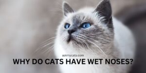 Why Do Cats Have Wet Noses? The Mystery Revealed