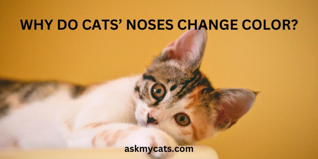 Why Do Cats’ Noses Change Color