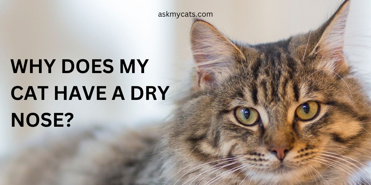 Why Does My Cat Have A Dry Nose? Causes and Remedies Unveiled