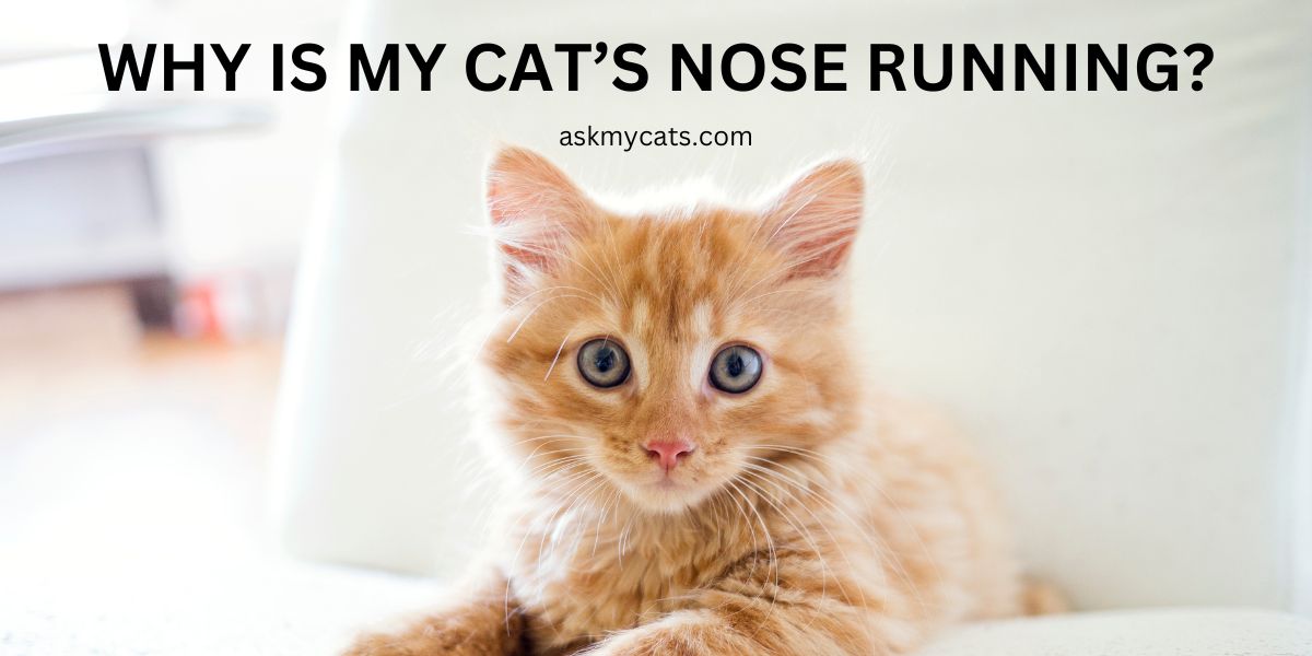 Runny Cat Nose: Causes, Symptoms, and Remedies