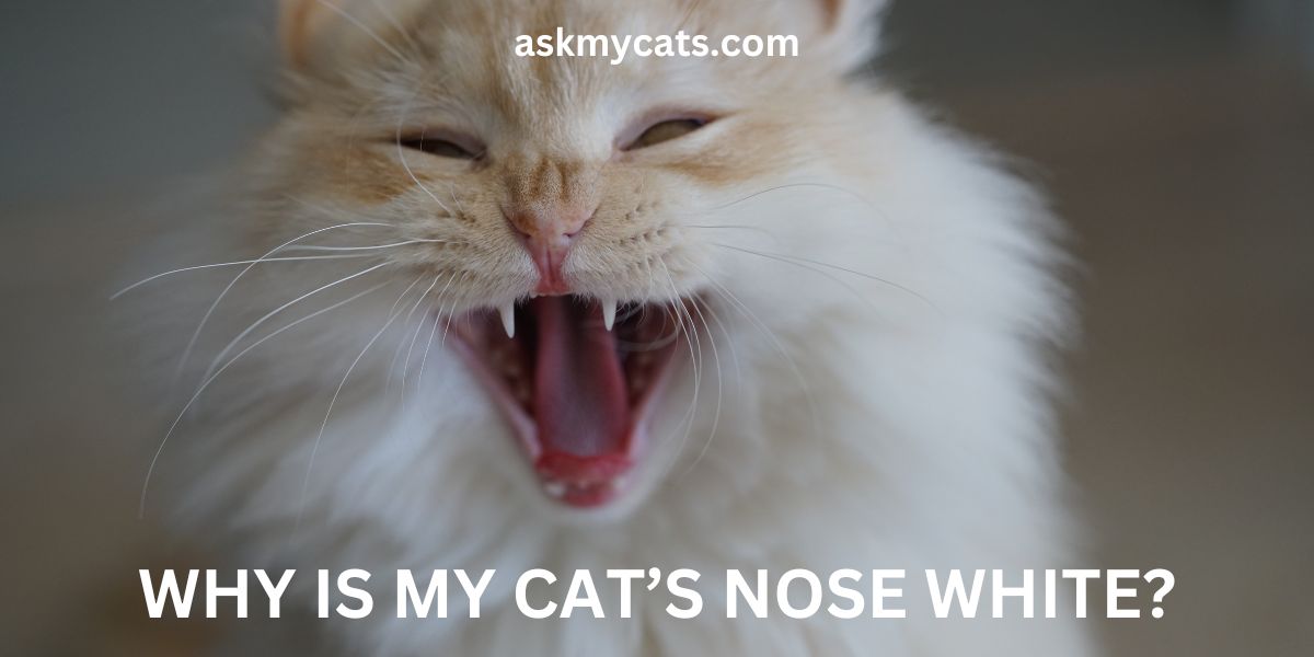 Why Does Your Cat Have a White Nose? Unveiling the Secret