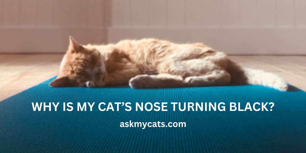 Why Is My Cat’s Nose Turning Black? The Surprising Reasons