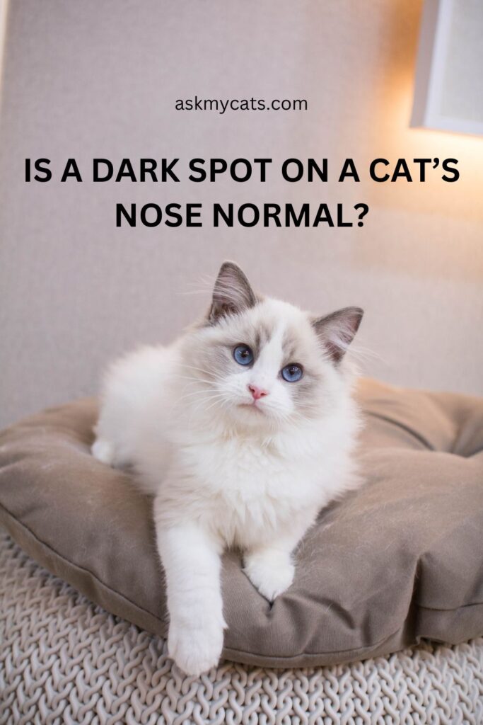 Is A Dark Spot On A Cat’s Nose Normal