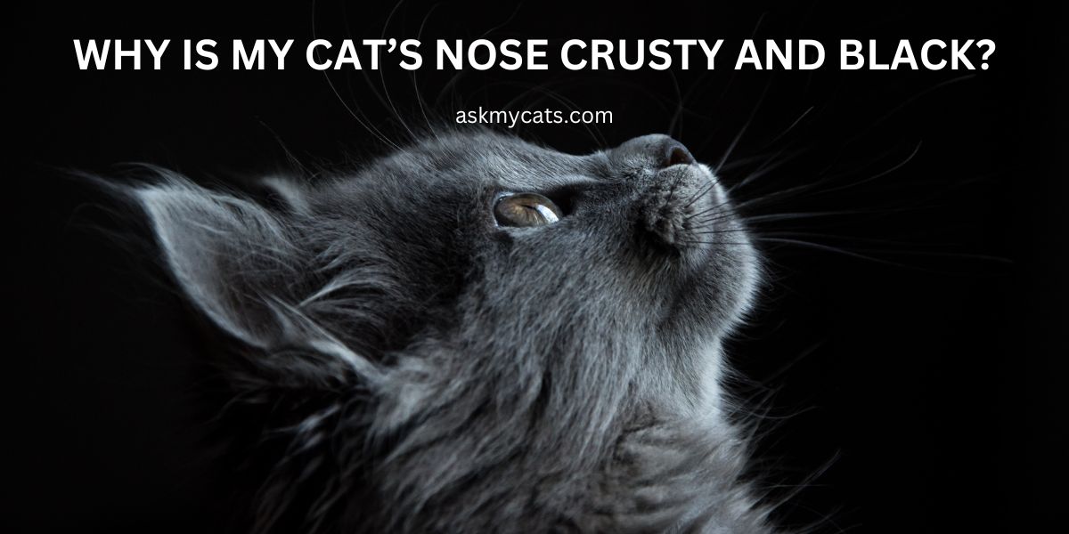 Why Is My Cat’s Nose Crusty And Black?