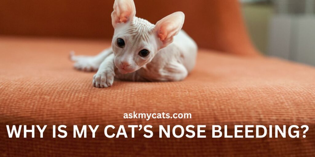 Why Is My Cat’s Nose Bleeding