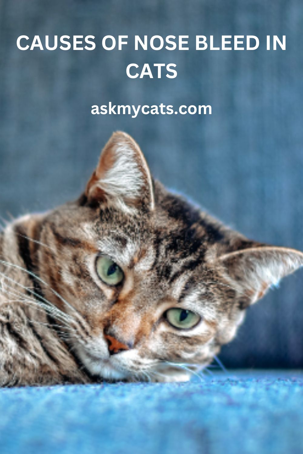 Why Is My Cat’s Nose Bleeding? Causes & Solution