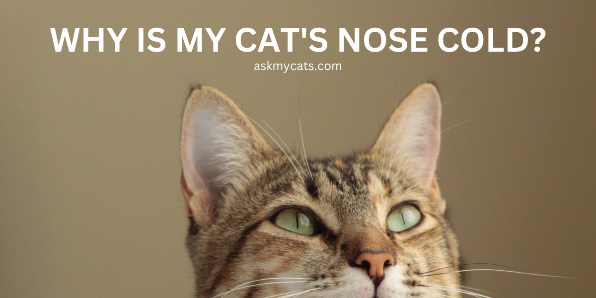 Why Is My Cat’s Nose Cold? What You Need to Know