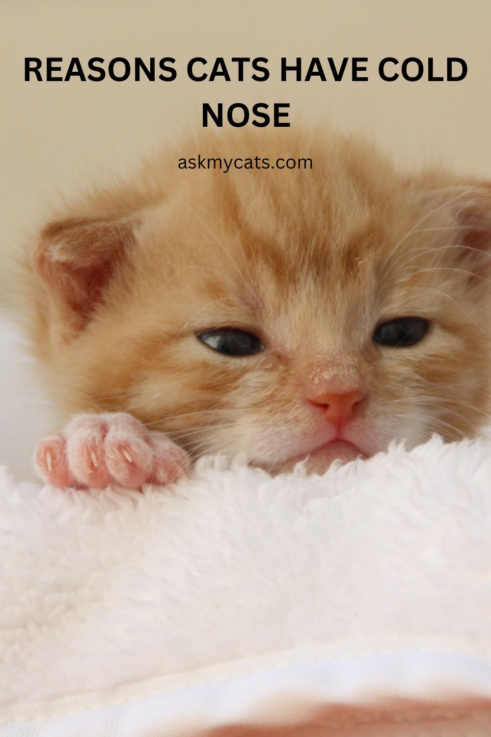 Why Is My Cat's Nose Cold? What You Need to Know