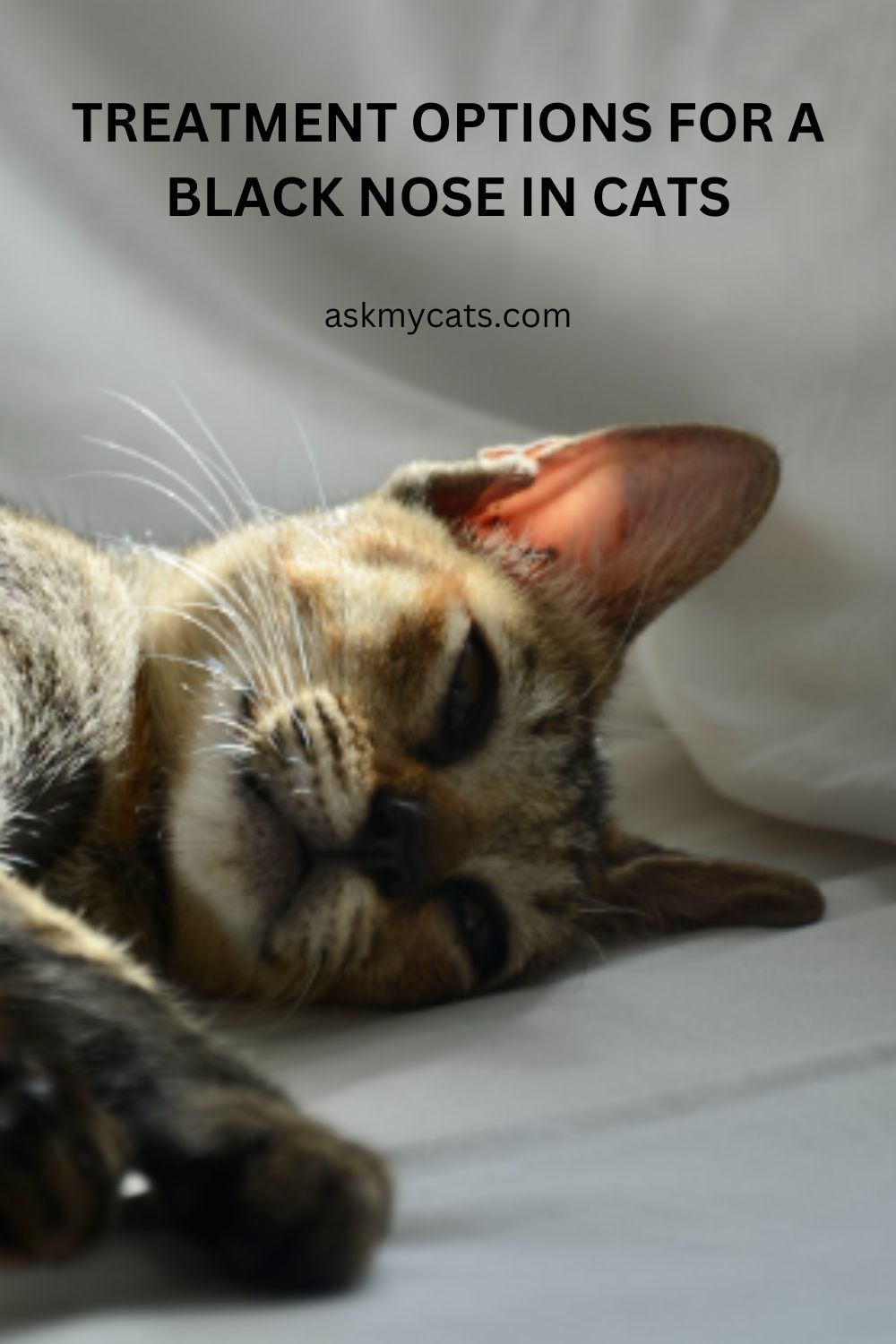 Why Is My Cat’s Nose Turning Black? The Surprising Reasons