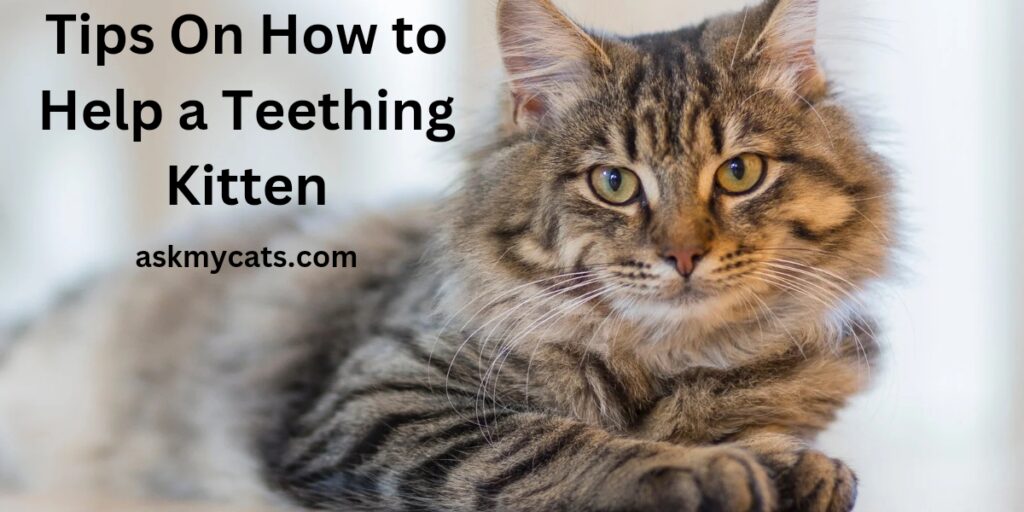 Tips on how to help a teething kitten