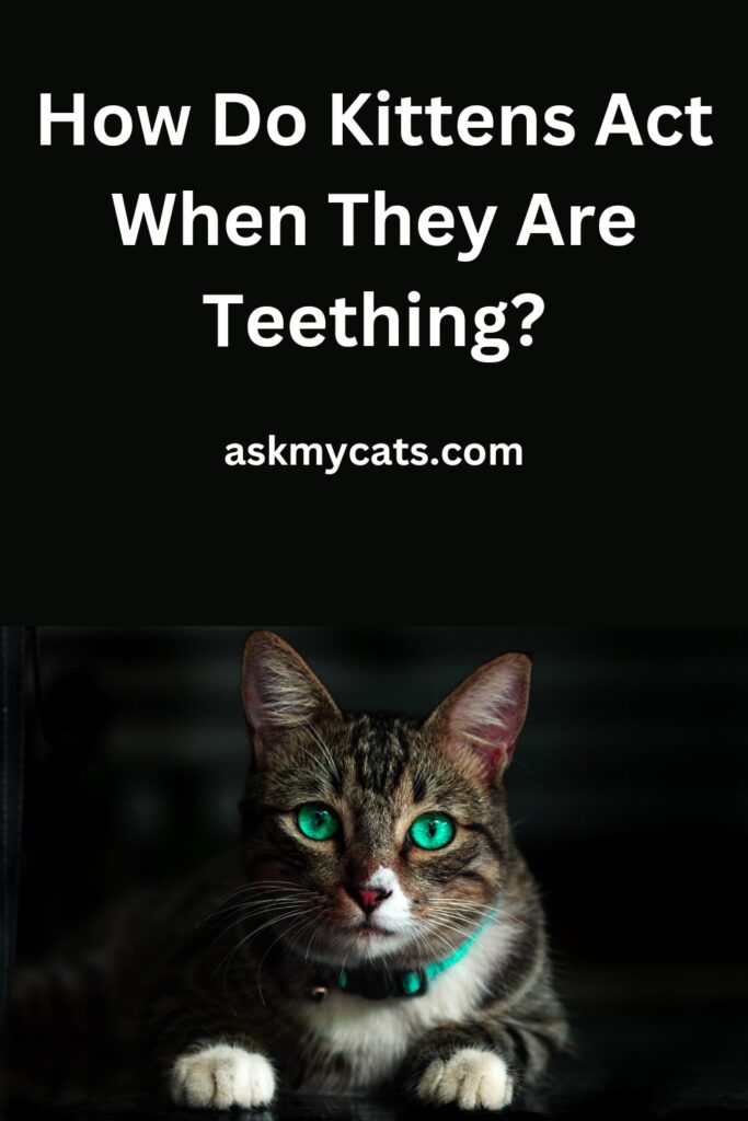 How do kittens act when they are teething?