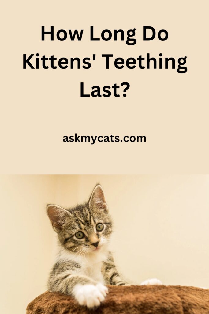 How long do kittens' teething last?