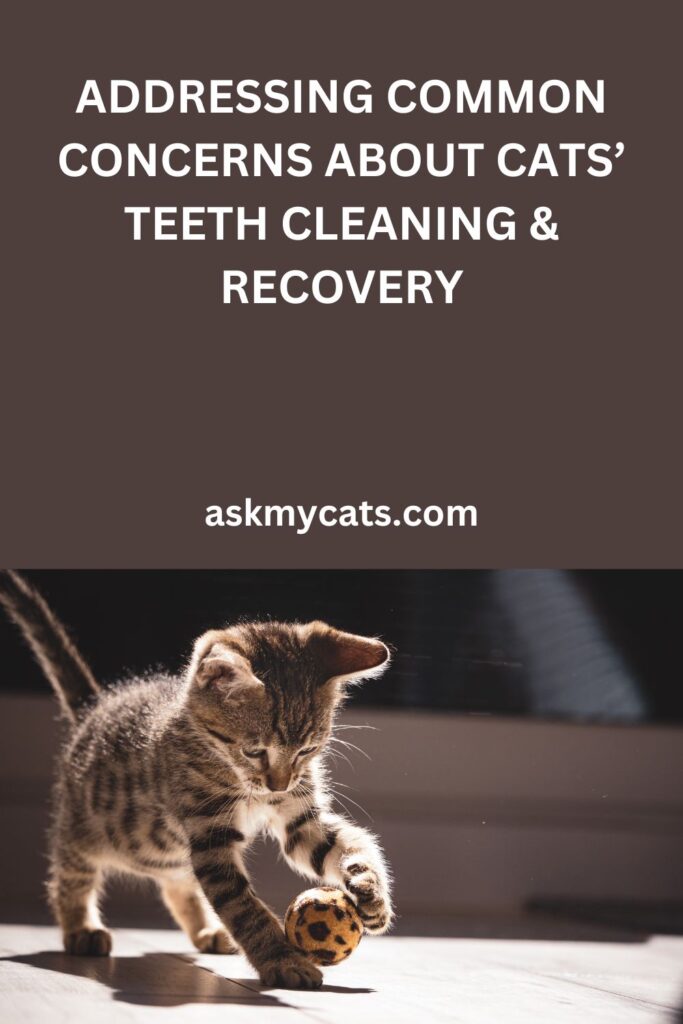 Addressing Common Concerns About Cats’ Teeth Cleaning & Recovery