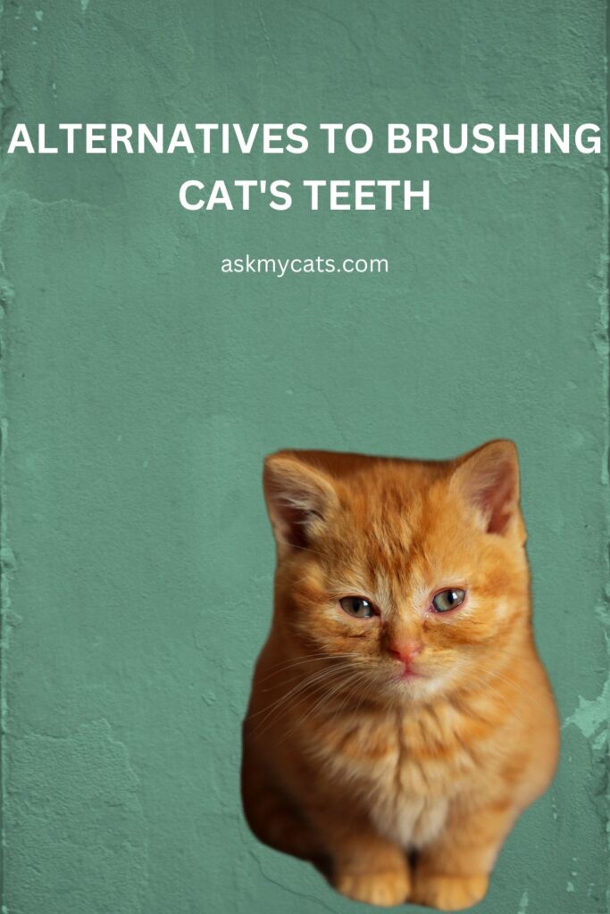 Alternatives to Brushing Cat's Teeth