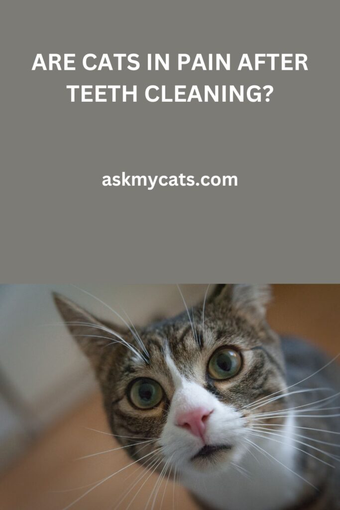 Are Cats In Pain After Teeth Cleaning