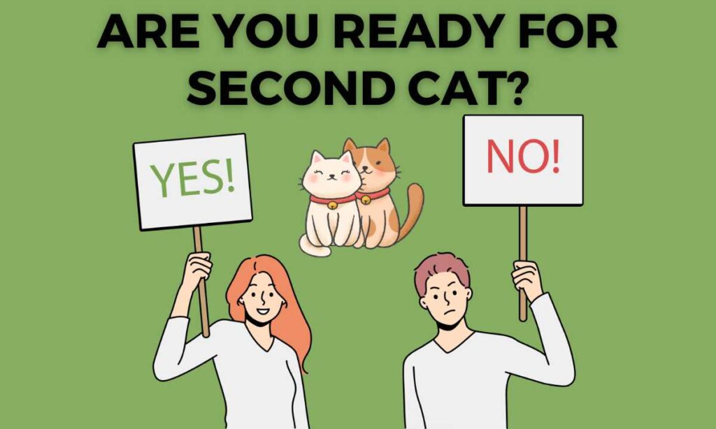 Are you Ready for second cat quiz?