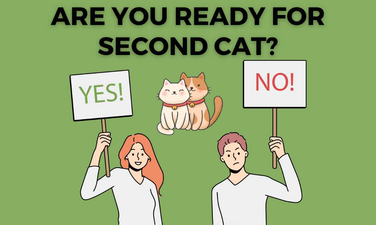 Are you Ready for second cat