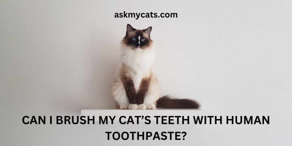 Can I Brush My Cat’s Teeth With Human Toothpaste