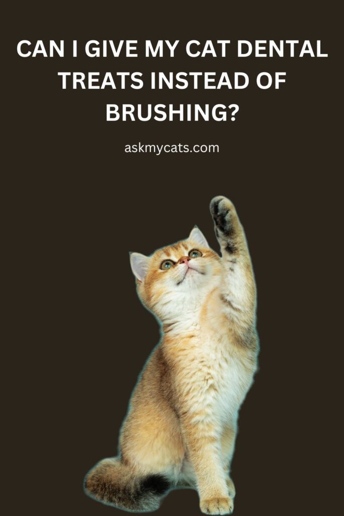 Can I Give My Cat Dental Treats Instead of Brushing