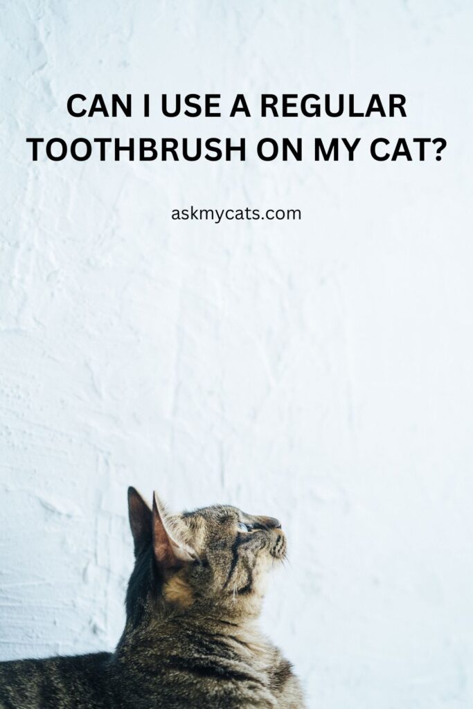 Can I Use a Regular Toothbrush on My Cat