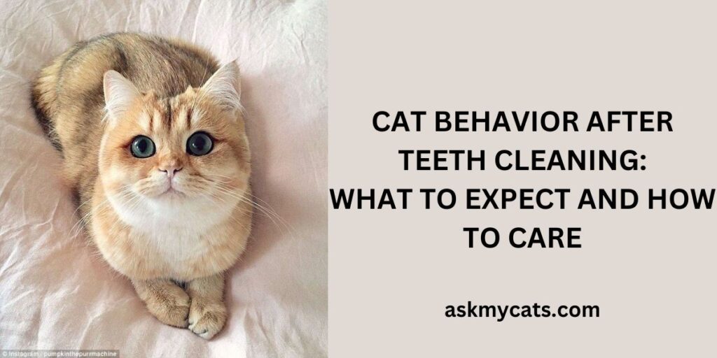 Cat Behavior After Teeth Cleaning What to Expect and How to Care