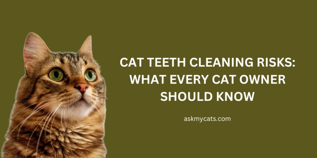 Cat Teeth Cleaning Risks What Every Cat Owner Should Know