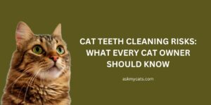 Cat Teeth Cleaning Risks: What Every Cat Owner Should Know
